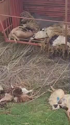 शिकोहाबाद बाद रोड एटा
गाँव n किशन सिंह
बड़ा हादसा