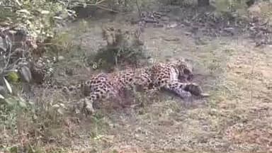 सिहोरा: सिहोरा के गौरहा बीट में आपसी संघर्ष में मादा तेंदुए की मौत, शव मिला