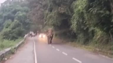 ஆனைமலை: ஆழியார் வால்பாறை சாலையில் ஒய்யாரமாக நடை நடந்து வந்த சில்லி கொம்பன் ஒற்றை காட்டு யானை தீவிர கண்காணிப்பில் வனத்துறையினர்