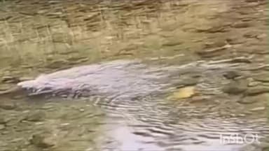 മണ്ണാർക്കാട്: മണ്ണാർക്കാട് പുല്ലൂന്നിക്കടവിൽ പുഴയിൽ മൃതദേഹം പൊങ്ങി