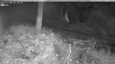 ஆனைமலை: குப்புச்சிபுதூர் மேட்டுப்பதி அருகே கூண்டில் சிக்காமல் வனத்துறையினருக்கு போக்கு காட்டி வரும் சிறுத்தை சிசிடிவி காட்சி வெளியீடு