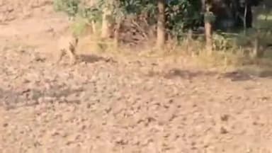 मानपुर: बांधवगढ़ टाइगर रिजर्व के चन्सुरा गांव में बाघ घुसा, ग्रामीणों में दहशत, वन विभाग व पुलिस मौके पर