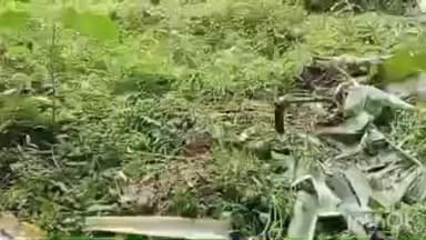 കോന്നി: അരുവാപ്പുലം കല്ലേലി മേഖലയിൽ രണ്ടാഴ്ചയായി കാട്ടാന ശല്യം രൂക്ഷം , നിരവധി കർഷകരുടെ കൃഷി നശിപ്പിച്ചു