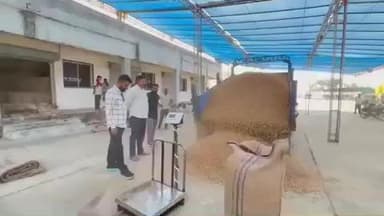 વડાલી: કોટન માર્કેટયાર્ડ ખાતે બે દિવસમાં 30 ખેડૂતો પાસેથી 1,465 બોરી મગફળી ની ખરીદી કરવામાં આવી.