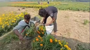 পূর্বস্থলী ২: রাজ্যের গন্ডি পেরিয়ে ভিন রাজ্যে পাড়ি পূর্বস্থলীর শীতকালীন ফুল, লাভের মুখ দেখছেন চাষীরা