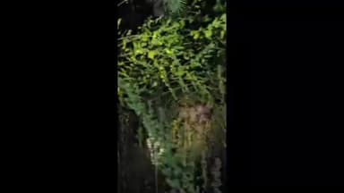 पालघर: वाळवे गावानाची तरसाचा वावर मोबाईल कॅमेऱ्यात कैद