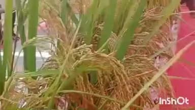 ଅତାବିରା: ବାବେବିରା ଠାରେ ମଂଗଲମୂର୍ତ୍ତି ତରଫରୁ ଫସଲ ପ୍ରଦର୍ଶନୀ