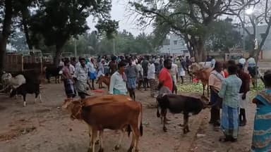 திருப்புவனம்: திருப்புவனம் மாட்டுச் சந்தையில் ₹50 லட்சம் மதிப்பில் மாடுகள் விற்பனை – விலை குறைந்ததால் விவசாயிகள் அதிருப்தி