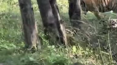 मूल: केसला घाट जवळ पुन्हा प्रवाशांना पटीदार वाघाचे दर्शन