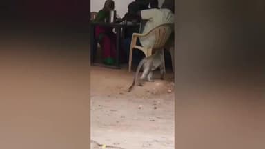 கோவை தெற்கு: ஆட்சியர் அலுவலகத்தில் நுழைந்த குரங்கு உணவு உண்ண முடியாமல் தவித்த ஊழியர்கள்