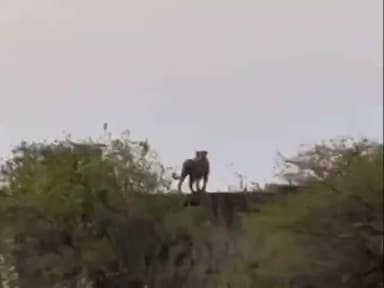 પાલીતાણા: શેત્રુંજય ડુંગર ઉપર ફરી એકવાર સિંહ દેખાયા વિડીયો થયો સોશિયલ મીડિયામાં વાયરલ #viral