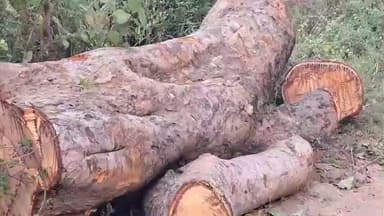 ବୀରମହାରାଜପୁର: ବିଜେପୁର ପାଖରେ ରାସ୍ତା ମଝିରେ ପଡିଲା ବିଶାଳ କାୟ ପିପଳଗଛ ରାସ୍ତା ଯାମ ଯାତାୟତ ବାଧାପ୍ରାତ୍ତ