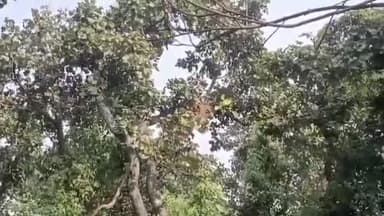 বরাবাজার: ভিমরুলের কামড়ে জখম এক মাছ বিক্রেতা বাগালবাঁধ গ্রামে, চিকিৎসার জন্য নিয়ে আসা হলো বরাবাজার স্বাস্থ্যকেন্দ্রে