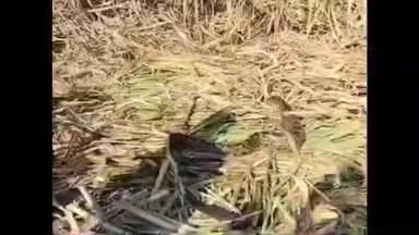 अर्धापूर: अर्धापूर तालुक्यातील लहान येथे उसाच्या फडात दहा ते बारा फुटाचा अजगर आढळला सर्पमित्राने अजगर याला पकडून सोडले जंगलात