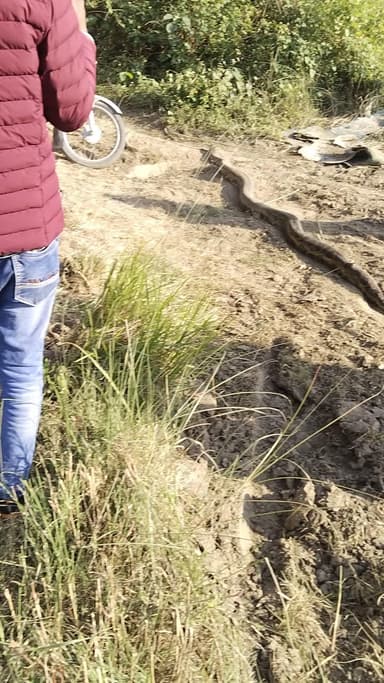 गांव सुभाषगढ़ में निकला विशाल काय अजगर