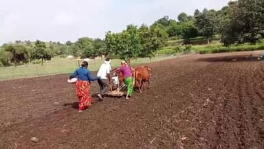 औंढा नागनाथ: अंजनवाडा सह औंढा नागनाथ तालुक्यात रब्बीच्या पेरणीला वेग सरासरी 52 टक्के पेरणी पूर्ण कृषी विभागाची माहिती