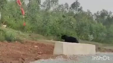 ନବରଙ୍ଗପୁର ପୋଲିସ ଷ୍ଟେସନ: ଟିରଲି ଆମ୍ବଗୁଡା ଛକରେ ବୁଲୁଚି ଭାଲୁ, ବନ ବିଭାଗକୁ ଖବର ଦେଲେ ସ୍ଥାନୀୟ ଲୋକେ