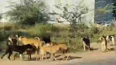 शेवगाव: शेवगाव शहरात भटक्या कुत्र्यांचा उच्छाद. नागरिक भयभीत मात्र प्रशासनाचं दुर्लक्ष...