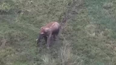 ಹಾಸನ: ಕಾಡಾನೆ ಬೀಮ ಆರೋಗ್ಯವಾಗಿದ್ದು ಯಾವುದೇ ವದಂತಿಗಳನ್ನು ಹರಡಿಸದಂತೆ ನಗರದಲ್ಲಿ ಡಿಎಫ್ ಸೌರಭ್ ಕುಮಾರ್ ಮನವಿ