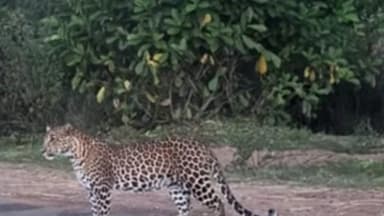 सिंदेवाही: सिदेवाहि तालुक्यात वन्य प्राण्यांच्या दहशतीमुळे नागरिक भयभीत