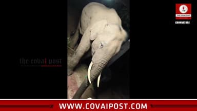 A wild elephant spotted outside a house in Covai: Cell phone video