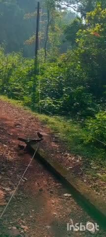 ಶೃಂಗೇರಿ: ಕೆರೆಕಟ್ಟೆ ಭಾಗದಲ್ಲಿ ಮತ್ತೆ ಕಾಡಾನೆ ಓಡಾಟ.! ಜೀವ ಭಯದಲ್ಲಿ ಜನ.!