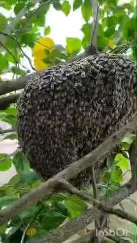 भंडारा: धान कापणाऱ्या महिला मजुरांवर मधमाशांचा हल्ला! मर्हेगाव येथील घटना