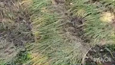 વઘઇ: ડાંગમાં 2024ના પાક નુકસાનમાં વગદારોને બબ્બે વખત સહાય અને 100 ખેડૂતોને શૂન્ય