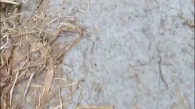 ବିଜେପୁର: ସର୍ଗିପାଲି ଠାରେ କଂକ୍ରିଟ କାର୍ଯ୍ୟ ନିମ୍ନ ମାନର ହୋଇଥିବା ଅଭିଯୋଗ