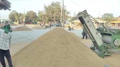 ਲੁਧਿਆਣਾ ਪੂਰਬੀ: ਮਾਛੀਵਾੜਾ ਇਲਾਕੇ ਦੇ ਕਿਸਾਨਾਂ ਨੂੰ ਝੋਨੇ ਦੀ ਫਸਲ ਚੋਂ 100 ਕਰੋੜ ਦਾ ਪਿਆ ਘਾਟਾ,