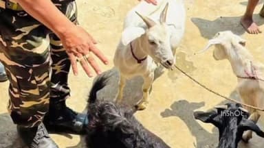 घोड़ासहन: एसएसबी जवानों के सहयोग से सीमावर्ती क्षेत्र में लगाया गया निशुल्क पशु चिकित्सा शिविर