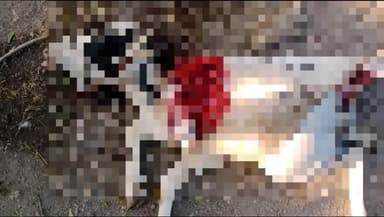 कन्नड: विटा शिवारात बिबट्याने शेळीच्या पिल्लाचा पाडला फडशा