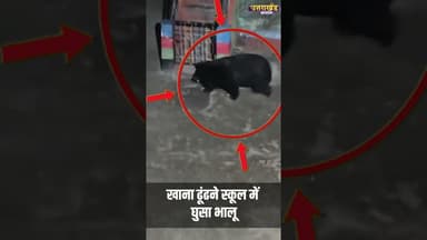 खाना ढूंढने स्कूल में घुसा भालू, डर के साये में टीचर और स्टूडेंट #bearattack #chamoli #viralvideo