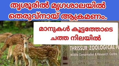 തൃശൂർ പുത്തൂർ സുവോളജിക്കൽ പാർക്കിൽ തെരുവ് നായ് ആക്രമണത്തെ തുടർന്ന് പത്തോളം മാനുകൾ കൂട്ടത്തോടെ ചത്തു