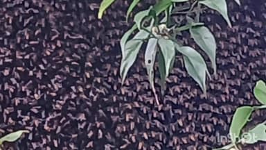 വടകര: 15 പേർക്ക് തേനീച്ചയുടെ കുത്തേറ്റു, കള്ളാട് പ്രദേശത്തെ കൂറ്റൻ തേനീച്ചക്കൂട് സന്നദ്ധ പ്രവർത്തകർ നീക്കി