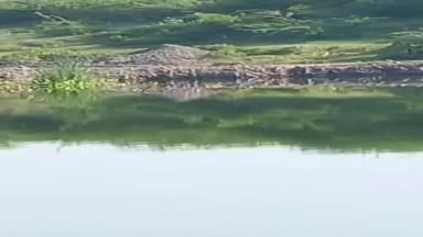 માળીયા: માળિયા મિયાણાના નવાગામમાં દીપડના આંટાફેરાથી ગ્રામજનોમાં ભયનો માહોલ, વિડીયો વાયરલ...