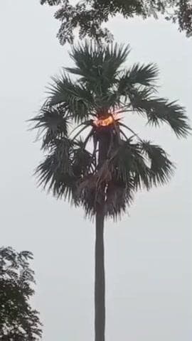 மானூர்: அன்னை வேளாங்கண்ணி நகர் பகுதியில் பனை மரத்தின் மீது இடி விழுந்ததால் தீ பிடித்தது சமூக வலைதளங்களில் வைரலாகும் வீடியோ.