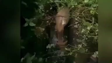 ગણદેવી: બીલીમોરા રેલ્વે ટ્રેક નજીકથી ગૌવંશનું રેસ્ક્યુ કરવામાં આવ્યું