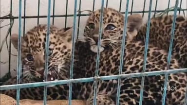 महू वन विभाग ने हरसोला पहाड़ी से दो तेंदुआ शावकों को बचाया, इंदौर चिड़ियाघर भेजा