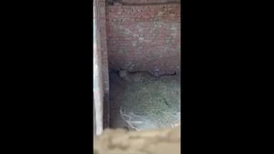 श्रीमाधोपुर: श्रीमाधोपुर बस्सी गांव में पेंथर का मूवमेंट, फूस के लिए बने कमरे में चैन की नींद सो रहा पैंथर