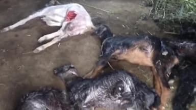 நல்லம்பள்ளி: தெருநாய்கள் கடித்ததில் 10 ஆடுகள் பலி: நாளுக்கு நாள் அதிகரிக்கும் தெரு நாய்களின் தாக்குதல்