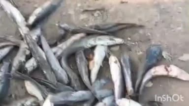 नावानगर: चनवथ गांव: निजी तालाब में मछलियों की मौत से सनसनी, असामाजिक तत्वों पर ईर्ष्या का शक