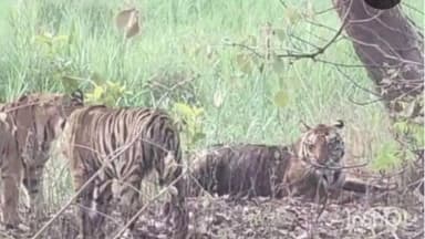 सावली: उपरी - डोनाळा मार्गावर तीन वाघांचे दर्शन