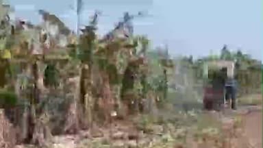 शिरोळ: केळी दर पडल्याने बुबनाळ येथील शेतकऱ्याने फिरवला २ एकरातील केळी बागेवर रोटाव्हेटर