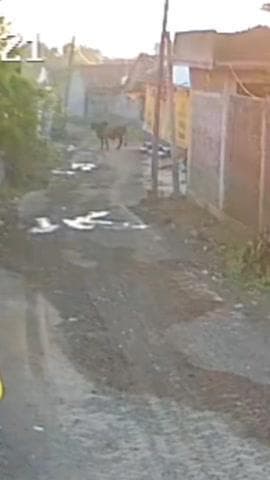 જેસર: જેસના બીલા ગામે રખડતા ઢોરે એક વ્યક્તિને ઈજા પહોંચાડી