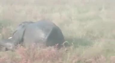 ହିନ୍ଦୋଳ: ହିନ୍ଦୋଳ ରେଞ୍ଜ ପାଇକ ପୁରୁଣାକୋଟ ଗ୍ରାମ ନିକଟରେ ହାତୀ ମୃତ୍ୟୁ