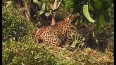 பந்தலூர்: பந்தலூர் அருகே தனியார் தேயிலை தோட்ட வேலியில் சிக்கிய சிறுத்தை பத்திரமாக மீட்பு