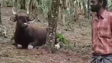 கொடைக்கானல்: பூம்பாறை மலைப்பாதையில் தொடரும் ரீல்ஸ் மோகம் - காட்டு மாட்டை வம்புழுக்கும் இளைஞர்