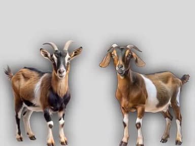 बड़ी बाजार मे लगातार बकरी चोरी का मामला जारी है #chaibasa@ chaibasa #sadar @sadar