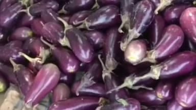 হাবরা ১: বেগুনের ফলনে খুশি হাবরা ইছাপুর এলাকার বেগুন চাষিরা